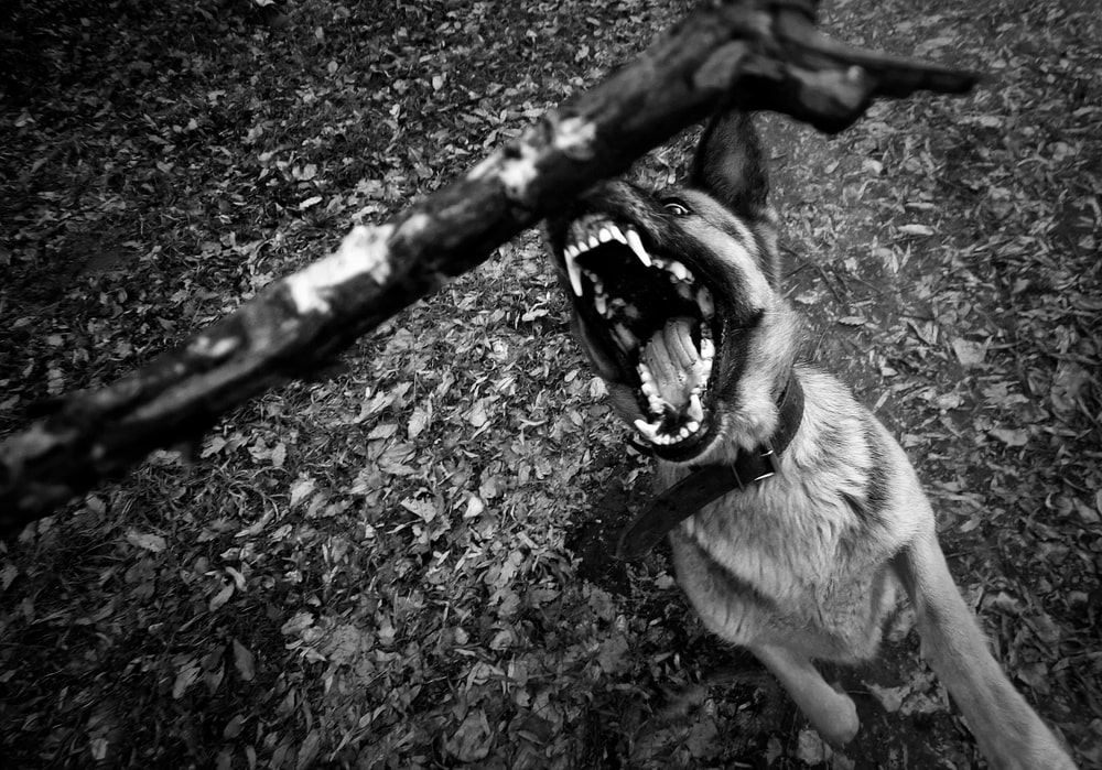 Bitten in Savannah? Know Your Rights: A Guide to Dog Bite Claims in Georgia
